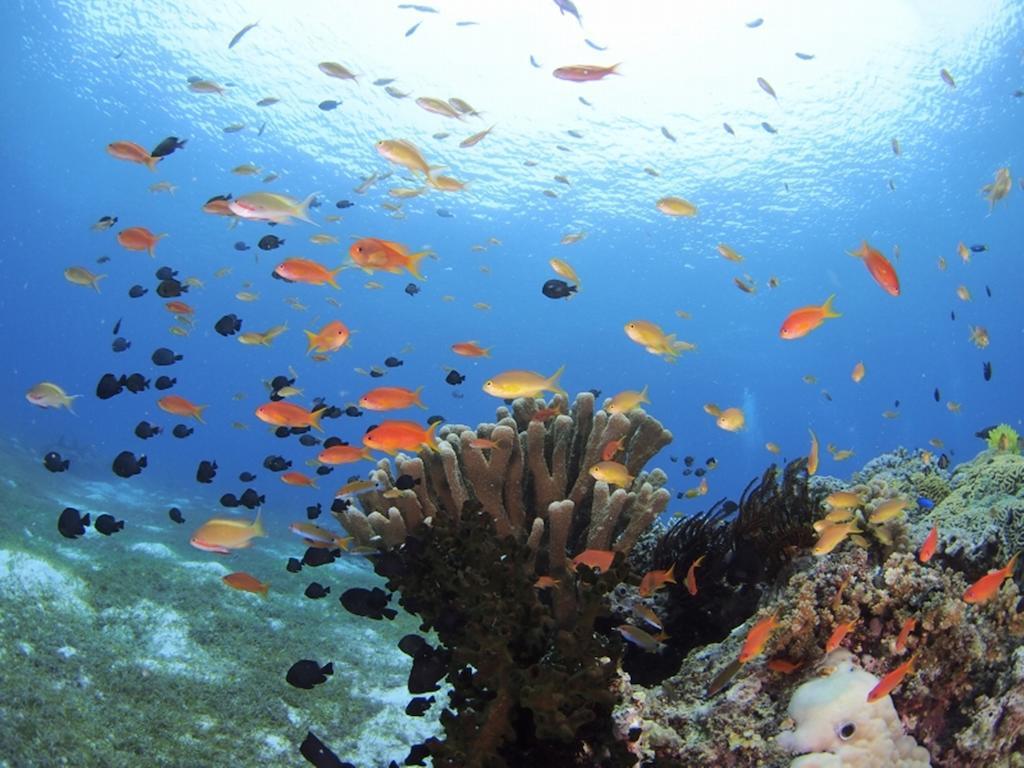 Oceanica Resort Panglao, Bohol מראה חיצוני תמונה Coral reef