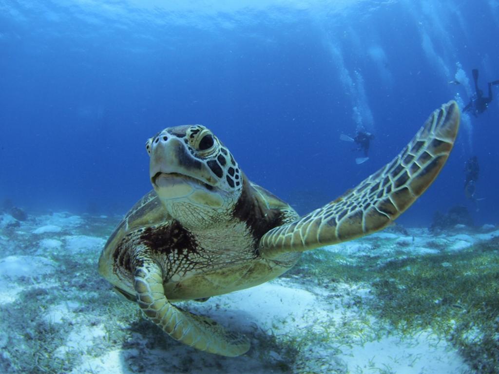 Oceanica Resort Panglao, Bohol מראה חיצוני תמונה Green sea turtle